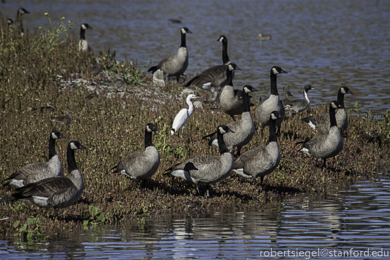 egret and geese